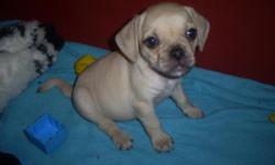 I have only two little girl Puggle puppies left from my litter of 7. They were born on 3/16/11 and are ready for thier forever homes now. They are CKC registered, current on vaccinations/dewormings and I send a Purina Puppy Pack home with each of them.