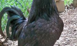 Black Australorp chickens for sale
22 laying hens and 2 roosters
Organic, Soy-Free
Friendly, good with kids!
Optional 4' by 8' coop in good condition