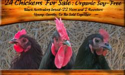 24 Young Black Australorp chickens
22 laying hens and 2 roosters
Organic, Soy-Free
Great with kids, very gentle
4' by 8' solid coop and other accessories also available
