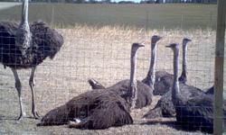 Ostrich eggs, chicks for sale , we are a full service Ostrich farm. With complete after sale support. Over 20 years working with Ostriches. Over a 150 breeder Ostrich, here on the farm. Contact Ron Martin 251-960-1330 www.unitedostrichfarms