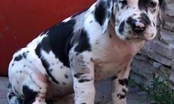 oustanding akc great dane puppies available now they are well socialized with kids and other pets they are now ready to join their new families.