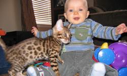 Outstanding Bengal Kittens Available
Beautiful, Sweet Bengal kittens. Available at 10 weeks old. Champion bloodlines, come with pedigree and health
guarantee. Come up to date on vaccinations and dewormed. Socialized with children, dogs and other cats.