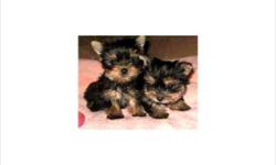 This outstanding Yorkshire Terrier puppies can be used for show or just a new member of your family. Their potential is never ending. Dumpling is pure AKC perfection with broad low slung shoulders, wide chest, and short / stocky legs....not to mention the