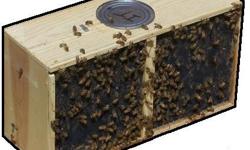 Now taking orders for Package Bees & 5 Frame Nuc's for the spring of 2011. We sale everything you need to get into beekeeping and have free beekeeping classes in the spring. Please see our website at www.harvestlanehoney.com
