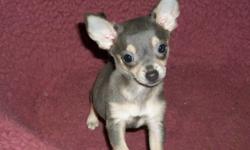 Paco was born 1-14-11. He's blue & tan & cute as can be. He weighs 6# & I don't think he's going to grow any more. He's registered A.C.A. & all up to date on vaccines & worming. He's very playful but also quiet unless someone comes to the door or he's