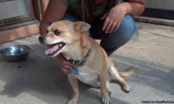 Paco is an 8 year-old male, neutered, chihuahua/terrier mix. &nbsp;He is very sweet-natured, loves all people, and is great with other animals. &nbsp;He doesn't chew up household items or personal belongings. &nbsp;He would make an excellent companion for