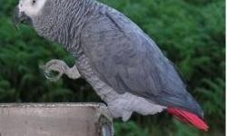 Pair of African Gray parrots for sale, we have a male and a female available. They are DNA tested and socialized with kids and other pets. contact us asap for more information and pictures.