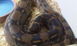 I have a pair of boas for sale. The female is about three years old and a little over 6 feet. The male is about 5 feet and two years old. I am selling them as a pair with an enclosure. The enclosure is 6'x2'x2' with a heat light and UVA UVB light fixture.