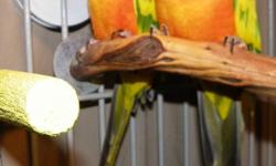 THIS IS A BEAUTIFUL BREEDING PAIR , WE HAVE BEEN WORKING WITH THEM AS PETS, THEY WILL EAT FROM YOUR HAND NOW.THEY WILL BE COMING WITH AN XTRA LRG CAGE, AND ALL THEIR TOYS, AND FEED AND WATER BOWLS. THE CAGE IS ON ROLLERS AND EASILY MOVED TO SUN THEM OR