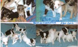 3 Sets of puppies:
1 Set : 8 weeks old. 3 males. 2 long haired (color: 1-brown & white, 1-brown/black marbled.,) 1 Short haired (color: creme & white)
2 set: 6 weeks old. 1 male, 1 female. Male: black & white Female: black & brown ( markings like a