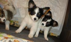 cute ckc registered papillion pups. 8 weeks old and up to date on all shots and worming vet checked and ready to go. for more info call 704-782-6914 or email whiskygirl4469@aol.com