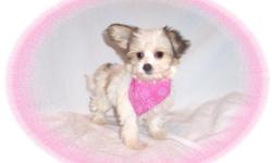 This baby girl is gentle angel. She is so cute-she looks like a stuffed animal. She has a darling personality and will make a great pet. She is a Papillon & Maltese mix.She is micro chipped. She comes with her first series of shots, wormings and a Vet