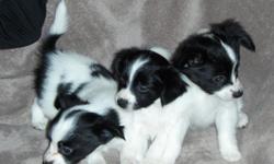 White & Black AKC registered Papillon Puppies. 843-808-1783