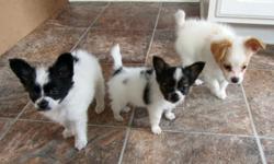 Two male Papillons born June 23rd.
Also have 1 year old male born on July 4th, 2010. He has been fixed, chipped and is current with shots.
Asking $600 to $800 based on AKA Registration for breeding or Neutering. Will lower price if placed were there is a