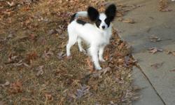 Papillon male puppy - Born June 30,&nbsp;2012. Show Quality dog. Sweet little boy!
Call -- or email inquiries to ldknight49@msn.com.