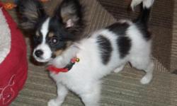 Papillon Puppy, Little puppy with a big heart!Uno is truly adorable and loving. He weighs 2lbs and is 4 months old. He has had his shots and been vet checked.I supply a health record and registration paper. He has a playful loving personality. Uno will