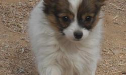 sable and white AKC registered puppy born 12/15/2010. he is beautifully markedand adorable. Papillons are a fun and intelligent toy breed that requires little grooming. please email jemjacksheri 18@gmail.com. he is current on allhis shots and wormings. if