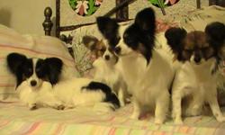 I have two female pups, born 12/23/2010. Will be ready to go end
of feb. akc reg. gorgeous markings. parents on premises.
email, galileo47@aol.com