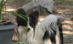 dali is a gorgeous tri colored papillon, good breeding. He has great coat, and huge,
beautiful ears. His temperment is excellant. I would consider a pup as fee to
females out of excellant breeding. email, galileo47@aol.com