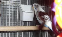 White female(?) with blue and black coloring. approx. 3 years old. not very friendly but is a very active bird. will include the remainder of her bird seed. would like to get rid of this bird as soon as possible as i have tired of cleaning up her mess.