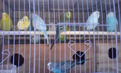 I have adult parakeets for sale if interested please email me back thanks