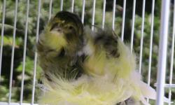 &nbsp;Healthy,large, top quality parisian frill canary&nbsp;
I love the parisian frill canary and i have severad different bloodlins that iam working with. I am selling my parisian frill canary .
this is a unigue posrture canary .
that is rather hard to