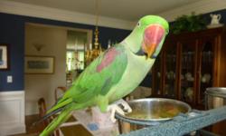 Approx. 10 year old Male Alexandrine Indian Ringneck Parokeet (the largest of the Indian ringnecks), has perfect feathers. Very sweet, talks in high voice. Asking $550 without cage.