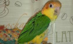 I have a 1yr old male yellow bellied caique. Very tame and loving. Need to sell ASAP my daughter is allergic!
Comes with all accessories and cage.