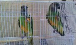 I'm selling the pair (male and female) both for $350. I will not sell them separate. Pretty and healthy birds. Perfect birds for an apartment. Call 561-654-1179 or send an email