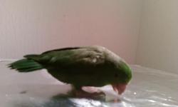 Pacific Green Female Parrotlet