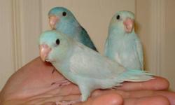 Baby parrotlets.
I have blue and dilute available.
Their small size and outgoing personalities make them ideal pets.
Parrotlets are very quiet and great companions for apartment living.
http://www.barbsbaystatebirds.com/
508-987-3149