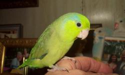 8 week old female green pacific parrotlet, hand fed, hand trained, lovely personality
