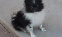 ACA registered male Pomeranian born 5/14/11 - black/white parti colored (unusual). Has had all 3 puppy shots and is micro-chipped. He is pretty little, will only be 4 1/2 to 5 pound adult. Eating very well. Likes to play hard but also likes to be held.