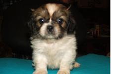 I have three of the most adorable Pekingese puppies I have ever seen. Two males one female. One of the males are a dark chocolate, black and white parti, another male is a I would almost say a sable brown and white(he is tiny as of right now) and the