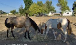 need to rent pasture for 3 horses in vicinity of red bluff, california area. barn not needed. i feed , administer shots and wormers. my horses are healthy.