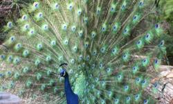 India Blue Breed.&nbsp; Young beautiful, social, friendly peafowl.&nbsp; Free range for bugs & grass.&nbsp; Sleep in trees at night.&nbsp; Located in West Point near Jackson.&nbsp; --