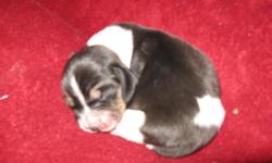 Pedigree Beagle puppies. Jezebel de Wench Rodgers & Briarpatch Cap'n Fergus had 10 beautiful beagle puppies on March 21 who will be ready for their new homes May 16. We have 5 boys & 5 girls (2 of the girls have 1st option on them). We will be taking $100