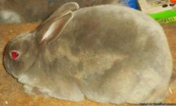This rabbit is no longer available. Please see my other ads.
I have a Lilac Sr Buck, FR Tender Trap (FSB7) from the litter FR Sandy had of FR Benjamin's kits on 5/26/09. Both parents are pedigreed MiniRex, the sire is Registered. He has been available
