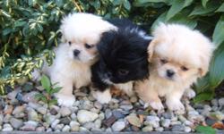 Adorable little Peek a Chin puppies now available! We have taken the bold Pekingese and bred it to the bright pampered little Japanese Chin. They have a gorgeous coat and ADORABLE flat little faces! The little ones are available for only $300 each. We