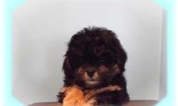This baby boy is the sweetiest one. He is full of love and kisses. He is ready for a new family to spoil him rotten. He is a Pekingese and a Poodle mix.He is micro chipped. He comes with his first series of shots, wormings and a Vet Health Certificate. He