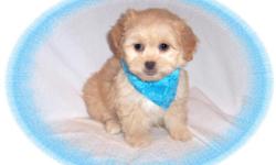 This baby boy will make you smile. He is full of love and kisses. He is a Pekingese and a Poodle mix. He is ready for a new family to spoil him.He is micro chipped. He comes with his first series of shots, wormings and a Vet Health Certificate. He also