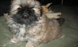 AKC Pekingese female puppy 3 mos old, has shots and wormed, reddish/fawn color/blk muzzle. Lebanon area 541-570-1772, also have her brother gorgeous male full blk face/fawn hes for 600.00. Have various adult peks for sale also.