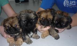 &nbsp;
PEKINGESE, PUREBRED, CKC REG. WITH PAPERS. MALES AND FEMALES 400.00 WE ONLY BREED PURBRED PEKINGESES.