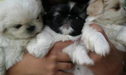 three fluffy and very cute pekingese puppies for sale to loving families. two females, ( one white and one black and white). one black and white male.... parents on site as well. any questions or more pictures please call gladys or javier at 310) 988-0459