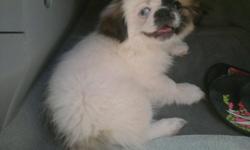 I have one Pekingese left. CKC register/registerable. Vet health voucher. Beautiful colors. I have no room for her with the bigger dogs at our house. Contact me for more info. Thanks
She's still available as of 9/25/2011 if anyone is interested