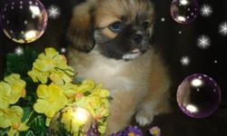 i have pekingese babies for sale , they are all so very cute and would make a great companion for anyone,they have been around other pets and kids as well , they are ckc registerable ,have had first shots and up to date on worming ,my males are 350.00 and