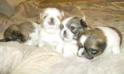 Cute little puppies, great for families or individuals. Puppies were born 12/06/2010 and will be available in 3-4 weeks. Already received 1st dose of deworming. They will be current on all shots and fully dewormed. There are 3 males and 1 female. CKC