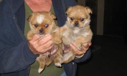PRICE REDUCED Two females has been wormed since 2 weeks old regular,tails has been docked,dewclaws removed,and first shot.they are ready to fine a new and loving home.They should not get over 5 to 6 pounds. just in time for Christmas. will met part way (