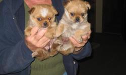 PRICE REDUCED Two females has been wormed since 2 weeks old regular,tails has been docked,dewclaws removed,and first shot.they are ready to fine a new and loving home.They should not get over 5 to 6 pounds. e-mail gaylespriggs@yahoo.com ,,, home phone