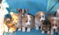 Corgi AKC puppies, 3 weeks old , 4 tri-color and 4 red/blonde and white color. I have 3 males and 5 females. I will hold your choice with a deposit untill 6 weeks of age. These are very playful puppies. Call 561-417-3114 or 561-417-3114